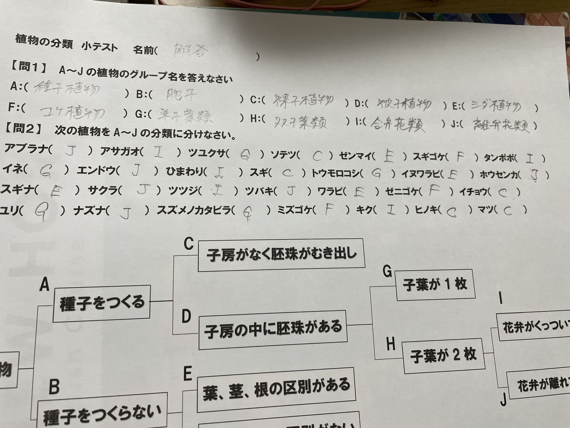【中１理科】梅雨くさいね？スズメノユリモロッコ？