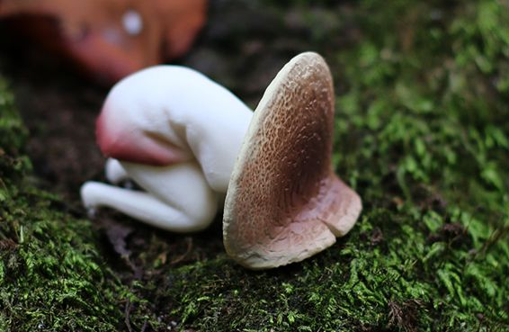 【かわいそう】キノコが嫌いな塾生が多すぎる