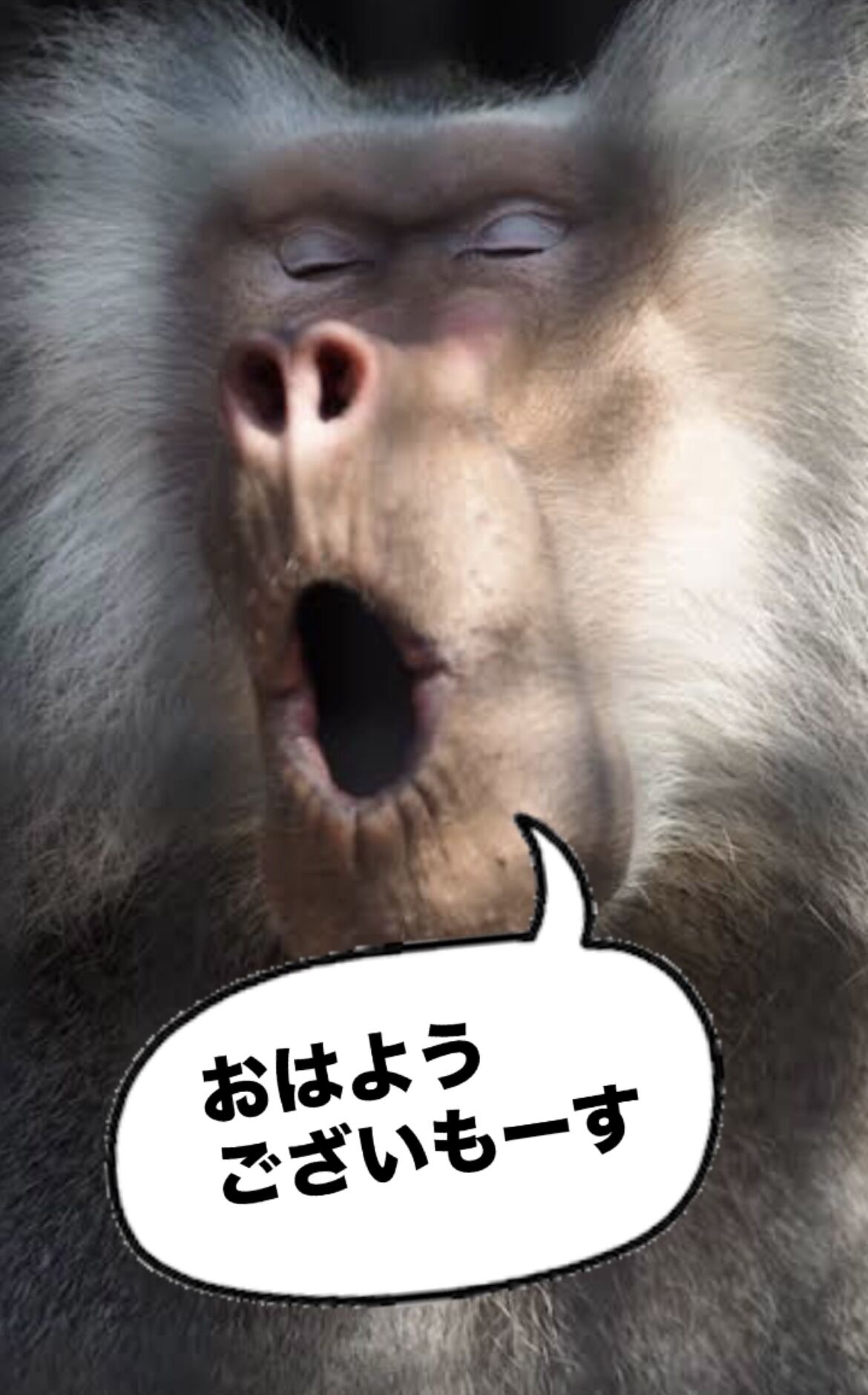 【大雪の1日】おはようございもーす