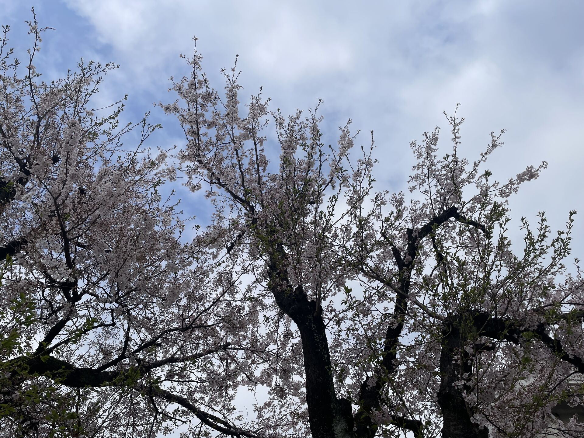 ととのいにきた